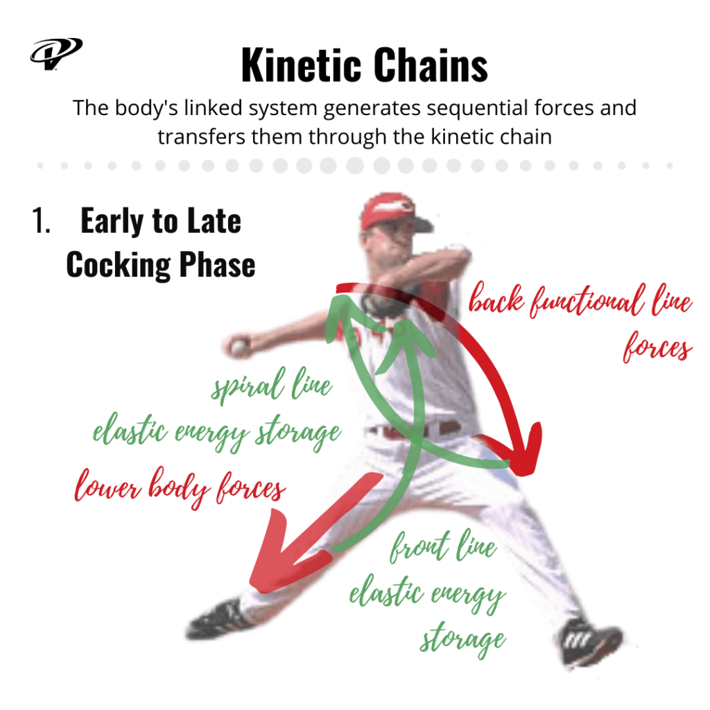 The legs created rive and the myofascial lines store elastic energy