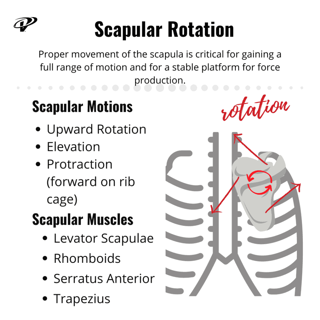 scapular control is essential for overhead athletes